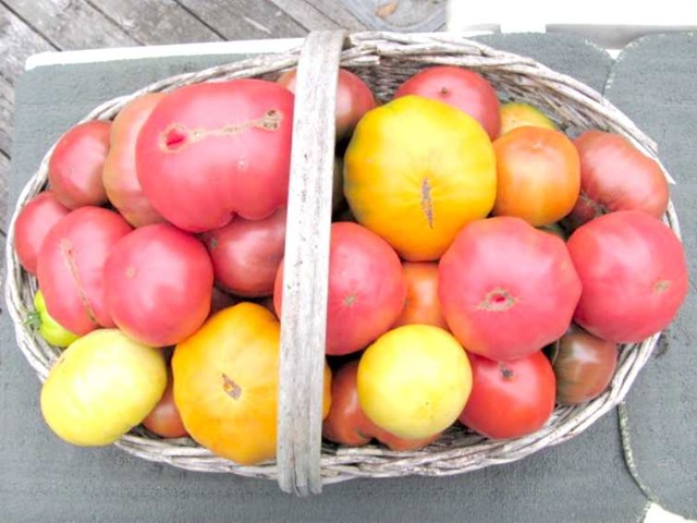 [basket of tomatoes 1[3].jpg]
