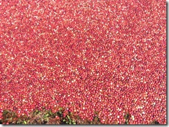 bog sea of red1 bog sea of red1