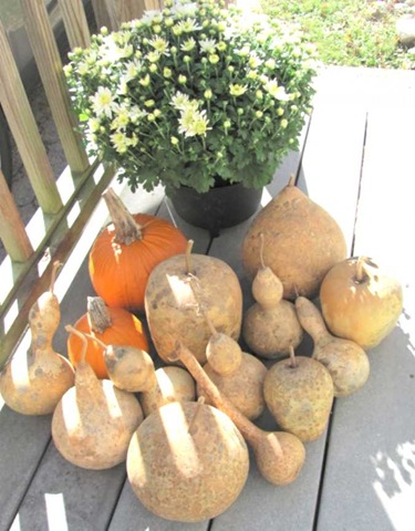[gourds mine with pumpkins flower2[3].jpg]