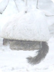 1.27.11 squirrels on feeder2