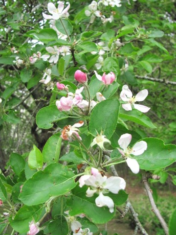 [apple blossoms2011[3].jpg]