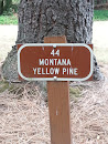State Tree Of Montana: Yellow Pine