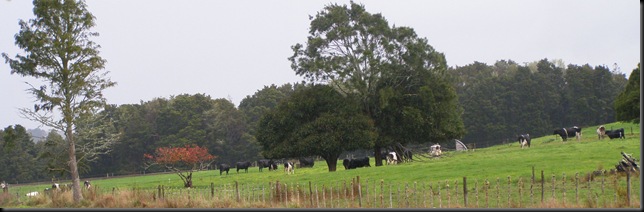 cows1