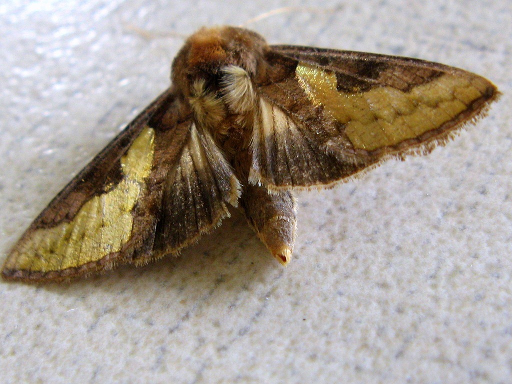 [moth[4].jpg]