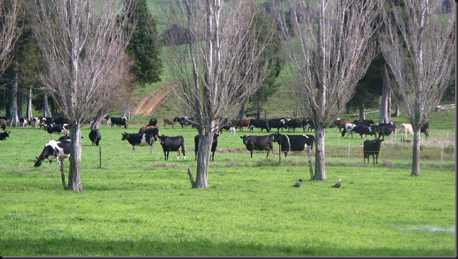 herd8May2011 herd8May2011