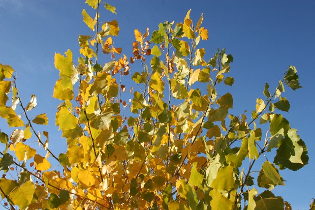 [2010-10-21 Fall walk with Friends (9)[5].jpg]