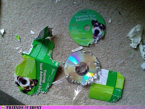 photo of a dog training cd shredded on the floor
