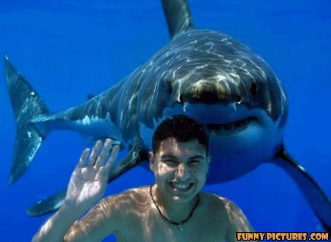 photo of a shark swimming up behind a guy