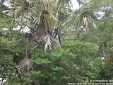 nomad4ever_java_baluran_CIMG5226.jpg