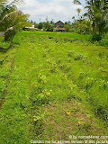 nomad4ever_indonesia_bali_landscape_CIMG1769.jpg