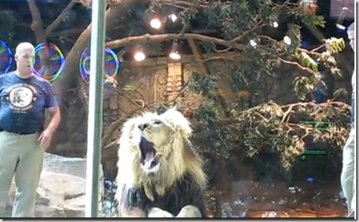 Lion 2