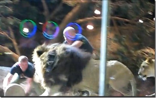 Lion 6