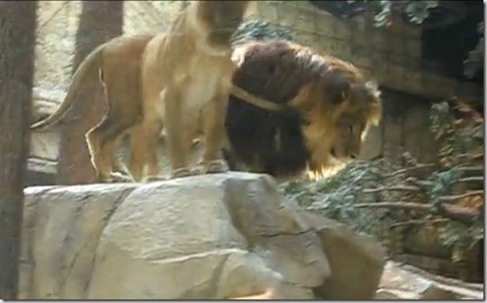 Lion 9