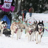 Dog Sled Race Bernau