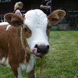 Black Forest Cows