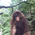 Tibetan macaque