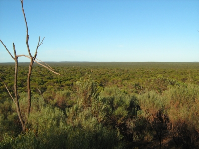 Vegetation