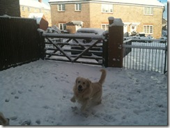 Jake Bounding