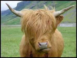 vaca-emo