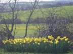 Springtime in Cavendish