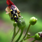 Pointed Nettlebug