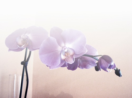 orchid