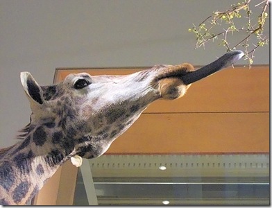 giraffe_tongu giraffe_tongu