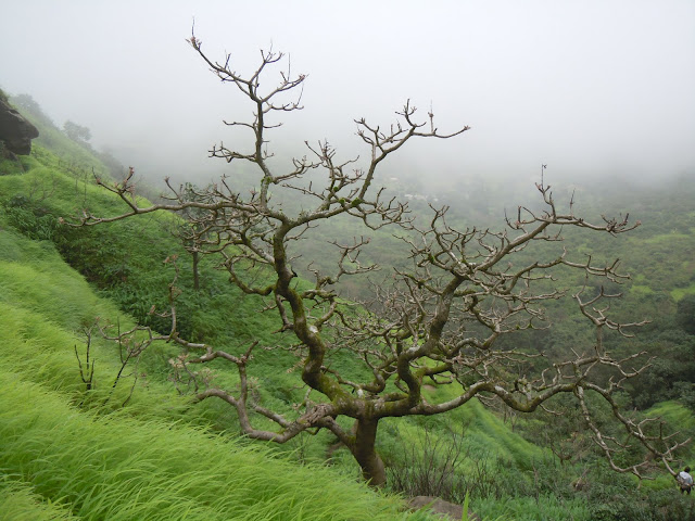 A Tree
