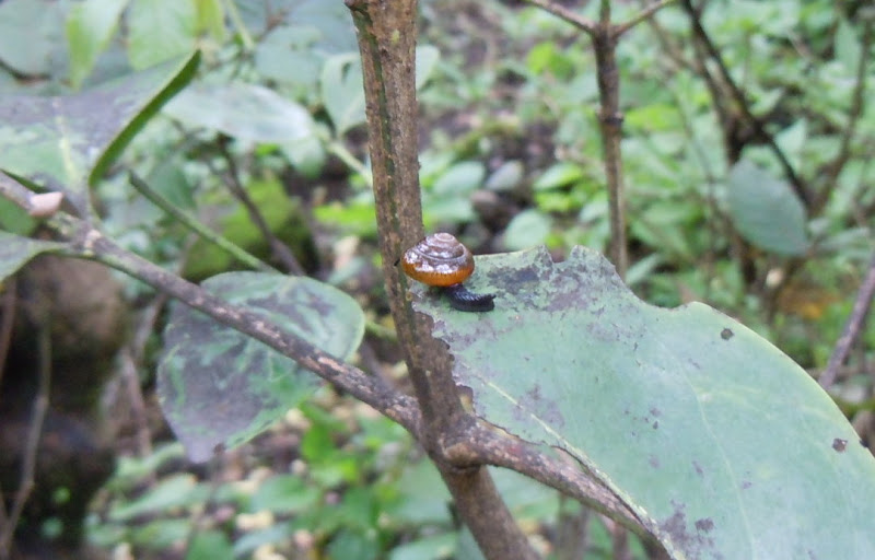 Snail