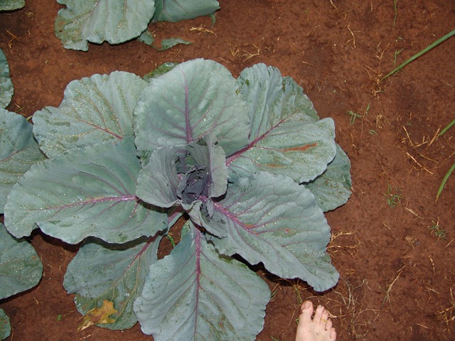 [red cabbage and my foot[3].jpg]