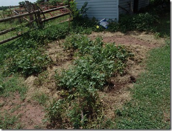garden and g.b. squash 031