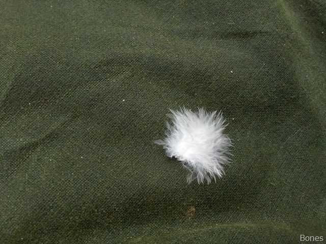 [feather4.jpg]