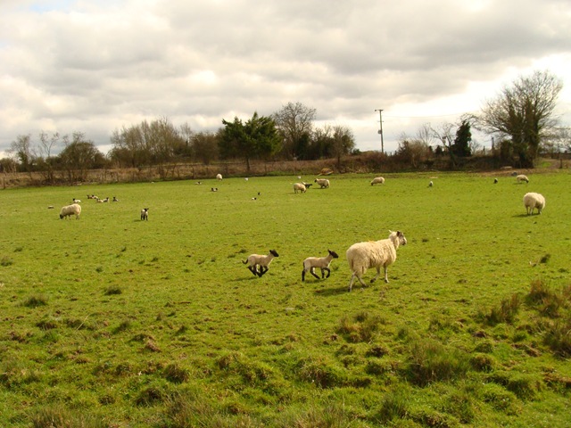 [lambs[3].jpg]