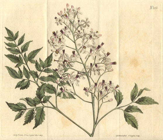 [18527.MeliaceaeMeliaazedarach3.jpg]