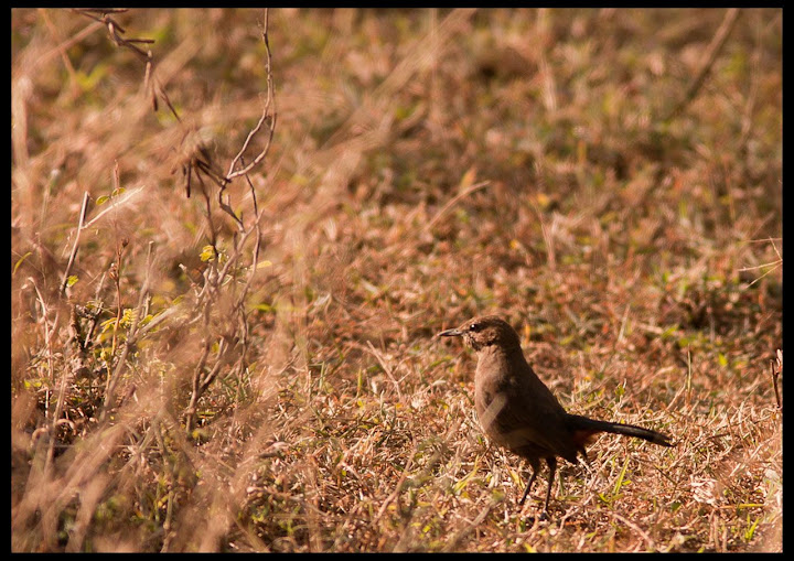 Indian Robin - Female