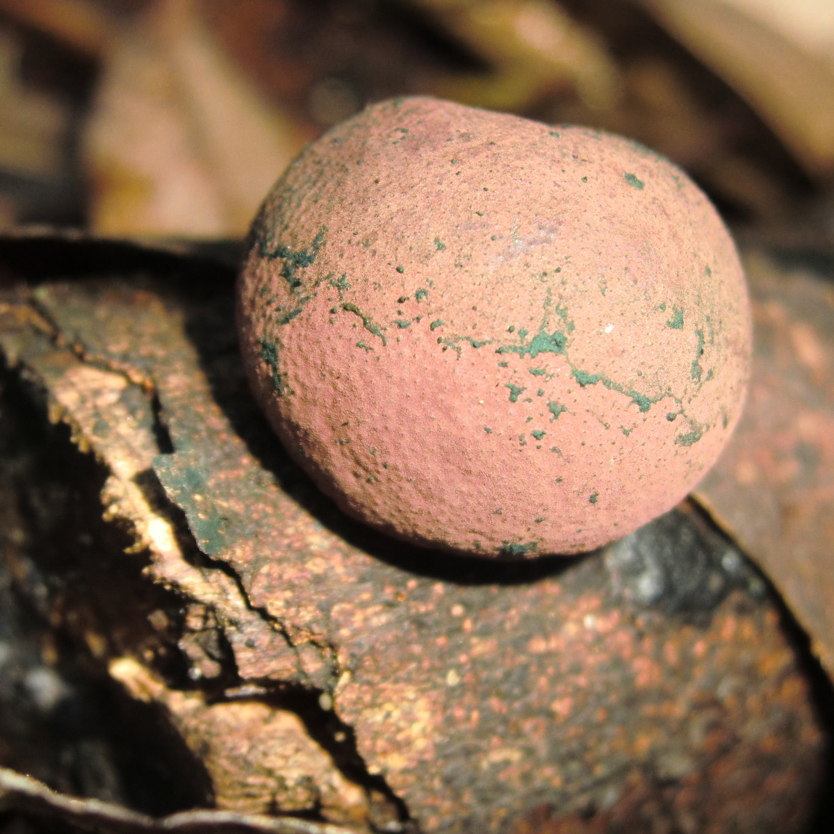 Daldinia concentrica