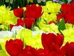 [mother's day flowers[4].jpg]
