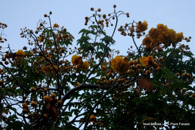 IMG_1475 IMG_1475