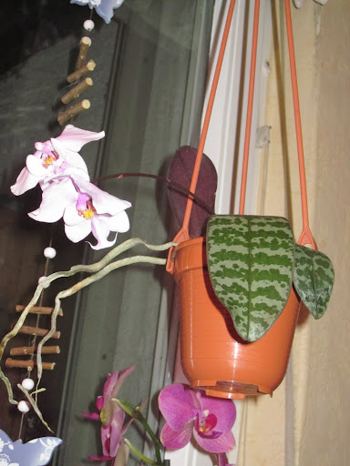 Schilleriana