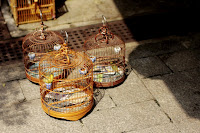 hong-kong-bird-market-04.jpg