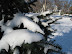Snow thumb
