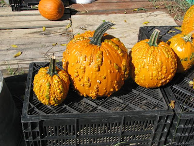 The Jones Farm
