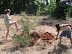 glade album thumb