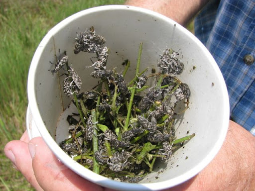 Farmers Place Hopes In Tiny Root Weevils to Stop Spotted Knapweed