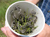 Farmers Place Hopes In Tiny Root Weevils to Stop Spotted Knapweed thumb