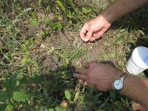 Farmers Place Hopes In Tiny Root Weevils to Stop Spotted Knapweed