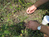 Farmers Place Hopes In Tiny Root Weevils to Stop Spotted Knapweed thumb