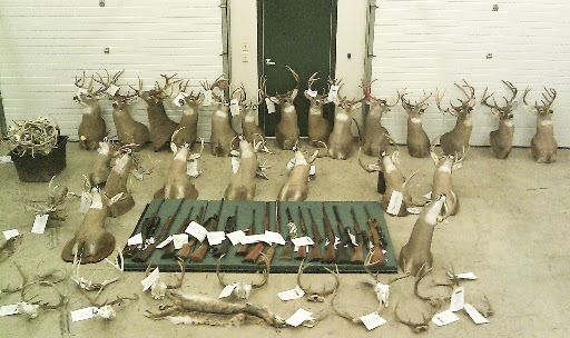Taxidermy Sting