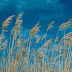 WHEAT.JPG