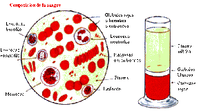 composicion de la sangre front